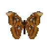 butterfly-dead-atlasmothfemale