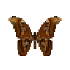 butterfly-dead-atlasmothmale