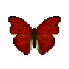 butterfly-dead-bloodredglidermale