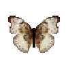 butterfly-dead-bloodredgliderpalefemale