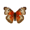 butterfly-dead-bloodredgliderredfemale
