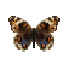 butterfly-dead-bluepansyfemale