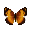 butterfly-dead-borderedrusticfemale