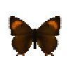 butterfly-dead-brownhairstreakfemale