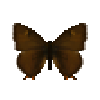 butterfly-dead-brownhairstreakmale