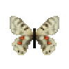 butterfly-dead-cardinalapollofemale