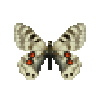 butterfly-dead-cardinalapollomale