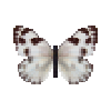 butterfly-dead-checkeredwhitefemale
