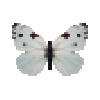 butterfly-dead-checkeredwhitemale