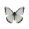 butterfly-dead-chocolatealbatrossdryseasonmale