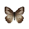 butterfly-dead-chocolatealbatrosswetseasonfemale