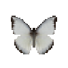 butterfly-dead-chocolatealbatrosswetseasonmale