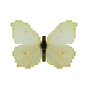 butterfly-dead-cleopatrafemale