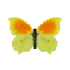 butterfly-dead-cleopatramale