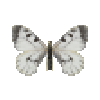 butterfly-dead-cloudedapollofemale