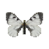 butterfly-dead-cloudedapollomale