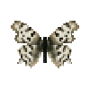 butterfly-dead-commaabdilutus