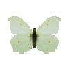 butterfly-dead-commonbrimstonefemale