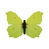 butterfly-dead-commonbrimstonemale