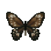 butterfly-dead-commongreenbirdwingfemale