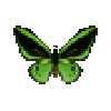 butterfly-dead-commongreenbirdwingmale