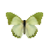 butterfly-dead-commongreencharaxes