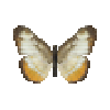 butterfly-dead-commonmestra