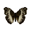 butterfly-dead-commonwhitegliderfemale