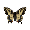 butterfly-dead-commonyellowswallowtailfemale