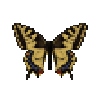 butterfly-dead-commonyellowswallowtailmale