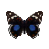 butterfly-dead-darkbluepansy