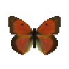 butterfly-dead-dawncloudedbutterflymale