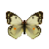 butterfly-dead-dawncloudedbutterflywhitefemale