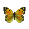 butterfly-dead-dawncloudedbutterflyyellowfemale