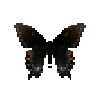 butterfly-dead-easterntigerswallowtaildarkfemale