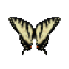 butterfly-dead-easterntigerswallowtailmale