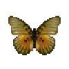 butterfly-dead-edwardsforesterfemale