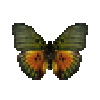 butterfly-dead-edwardsforestermale