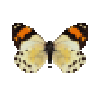 butterfly-dead-eroessachiliensisfemale