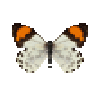 butterfly-dead-eroessachiliensismale