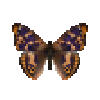 butterfly-dead-freyerspurpleemperormale