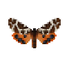butterfly-dead-gardentigermothmale