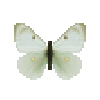 butterfly-dead-giantnorthernsulfurfemale