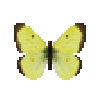 butterfly-dead-giantnorthernsulfurmale