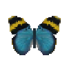 butterfly-dead-goldbandedforester