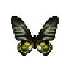 butterfly-dead-goldenbirdwingfemale