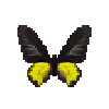 butterfly-dead-goldenbirdwingmale
