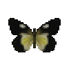 butterfly-dead-goldenjezebelfemale