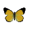 butterfly-dead-goldenjezebelmale