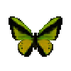 butterfly-dead-goliathbirdwingmale